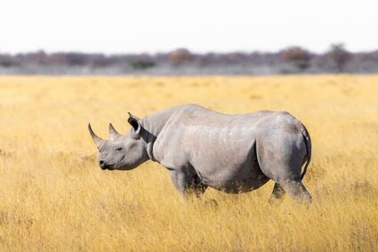 Barrick Gold a donné plus de 2,5 millions de USD dans le projet de réintroduction des rhinocéros blancs dans le parc national de la Garamba